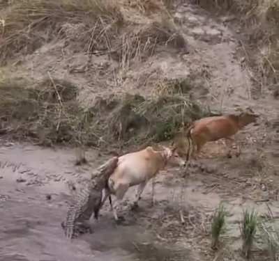to eat a cow