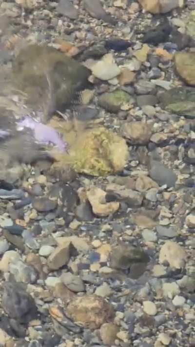 ? American Dipper hunting for fishes