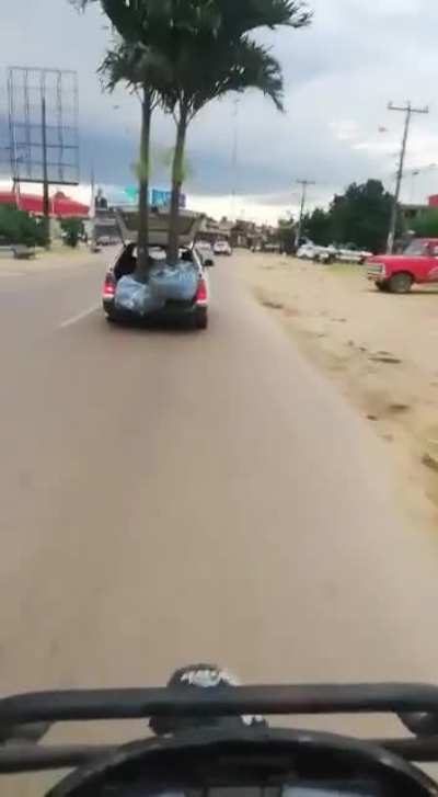 Who needs a truck to move palm trees around