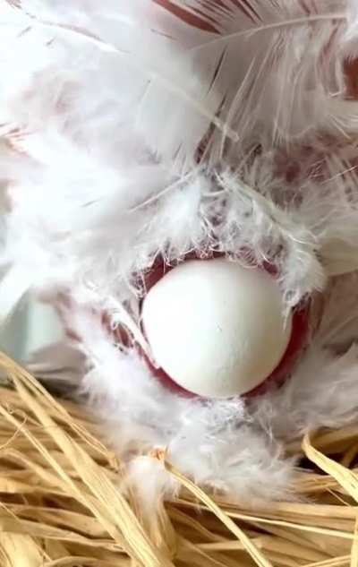 So thats where eggs come from..?
