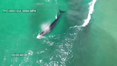 A whale joins a group of surfers catching waves near Byron Bay, Australia.