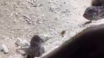 ? Sand War: These Two Fish Spitting Sands at Each Other