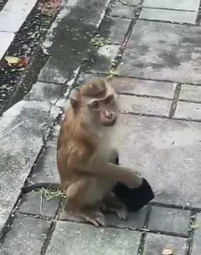 This Monkey ? is more sensible than most humans...!