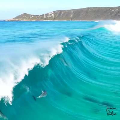? Dolphin Rainbow Surfers