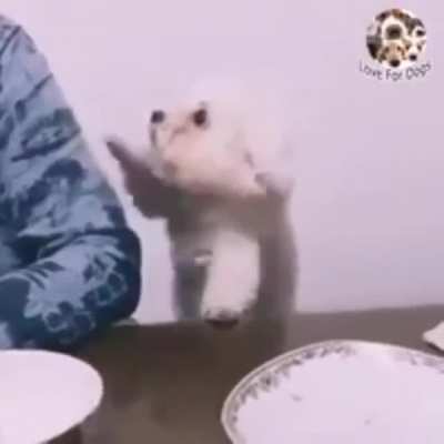 Foood! plz