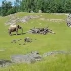 ? I Hope this Makes you Laugh Baby Elephant ?