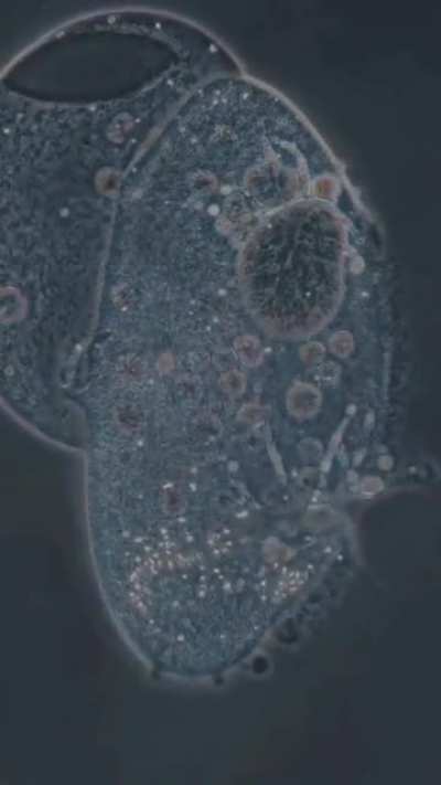 A Dying Cell