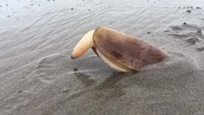 ? Clam using its “foot” to dig into the sand ?