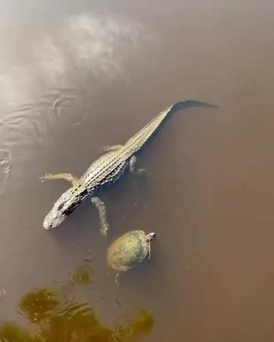 ? Turtle gives her friend alligator the high five ?