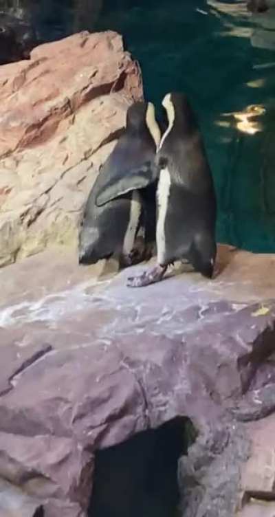 Saw this little guy helping his buddy out today ?