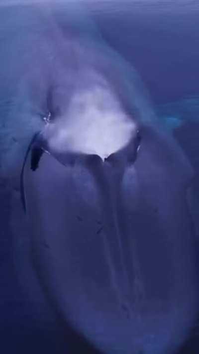? Blue whale coming up for air ?
