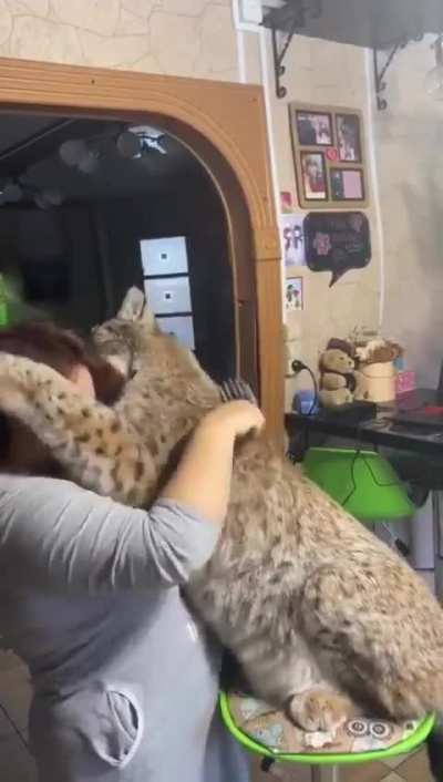 BrushTheDamnKitty