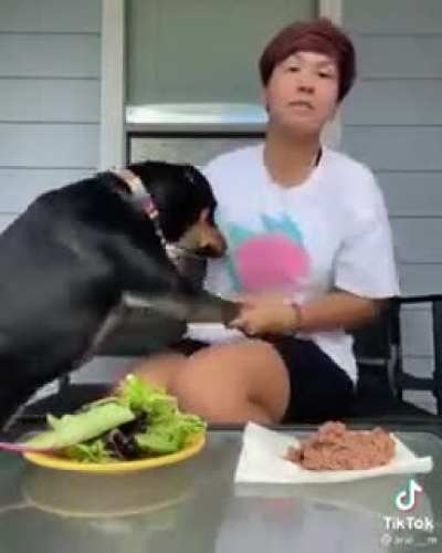Trying to show your dog is vegan