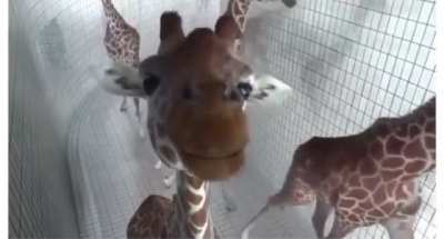 Giraffe’s .. are just like us.