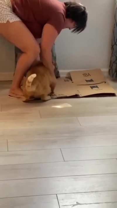 For Those who said cats can't be trained, guess what!