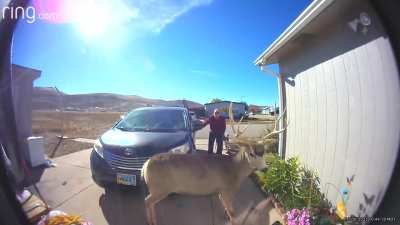 woke up the wrong deer...