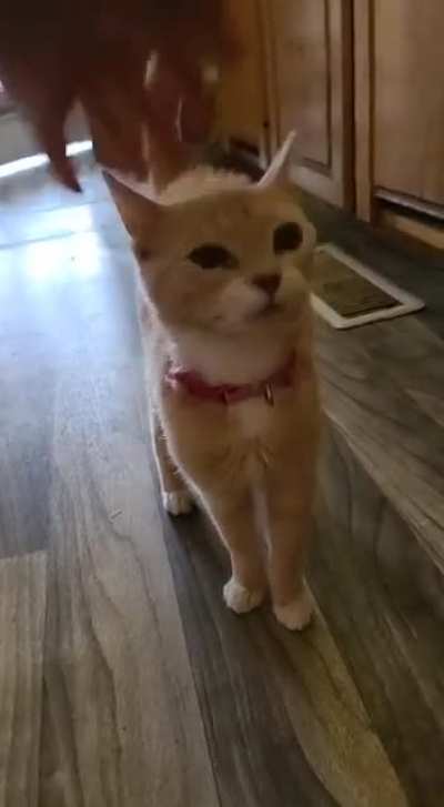 Honey yelling again and again