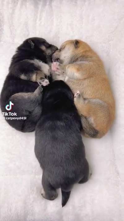 Gotta get in on the snuggles