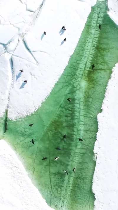 ?Penguins happily swimming in a pool-like pond. Summer is coming in Antarctica and in some places the ice melts creating ponds. ?