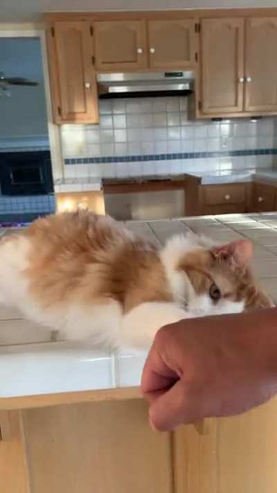 Cat Tap or Dap ??