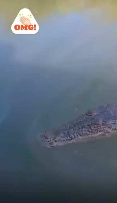 to tease a croc...