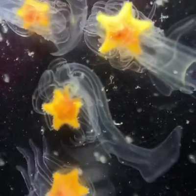 ? Many sea stars begin life as young fairy-like creature that floats through the open ocean. Eventually, a star forms within them (here in yellow) & the little fairy-like body sinks under the weight & a star pops out ?