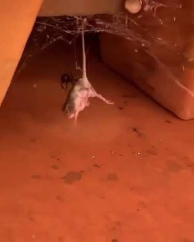 ? Redback spider envenomating a mouse trapped in its web