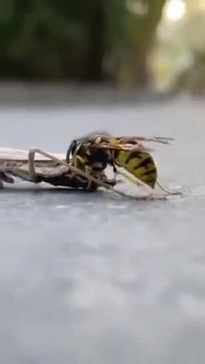 ?Yellowjackets can be incredibly voracious and opportunistic feeders, even if it means consuming parts of this praying mantis while it's still alive. In its weakened state, the mantid is unable to defend itself and the wasp recognizes such