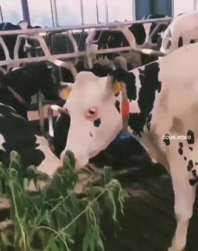 who gave cannabis to cows?????‍♂️?