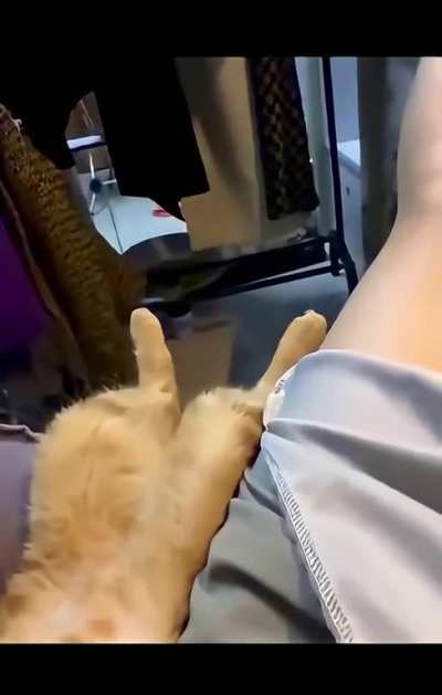 I need a cat like this asap ?