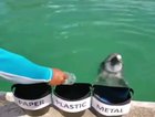 dolphin who cares about the environment