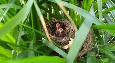 ? Video taken by my father of two recently hatched chicks in our house. (This was caused by ruffling the leaves!)