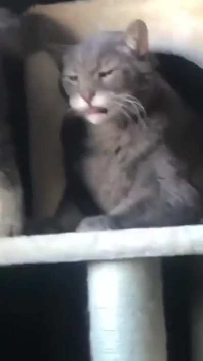 Regret cat