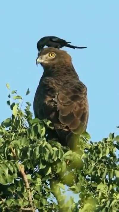 ? Bird perching on an eagle perched in a tree.