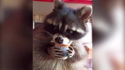 Three-year-old Mark the raccoon refuses to drink liquids unless they are served to him exclusively from glasses and jugs. Master of Mark says: "You can teach a raccoon anything, even drink and eat like a person!”
