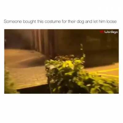 Spider Dog