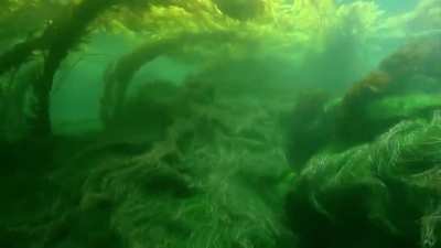 ? Underwater Motion of Seagrass and Kelp