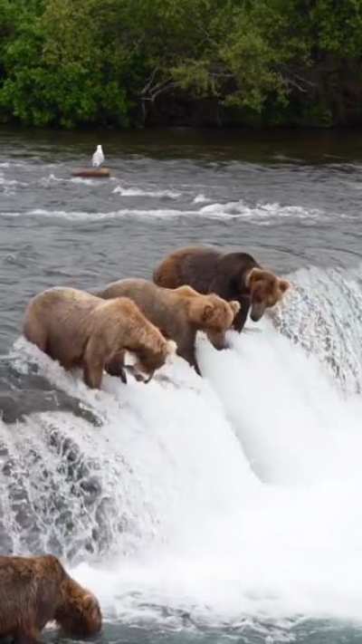 ? Bears fishing on top of the waterfall ?
