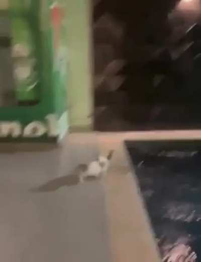 Cat got jumped