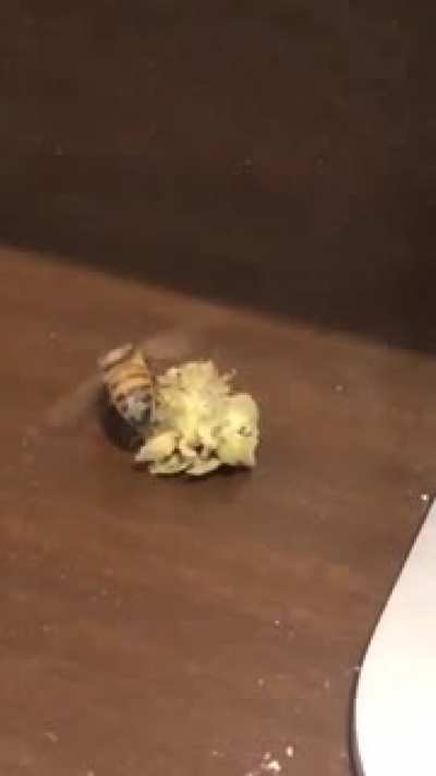 Bumble Bee found the weed