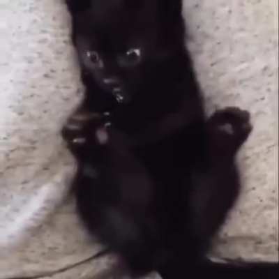 Kitty realising she has more than one paw.