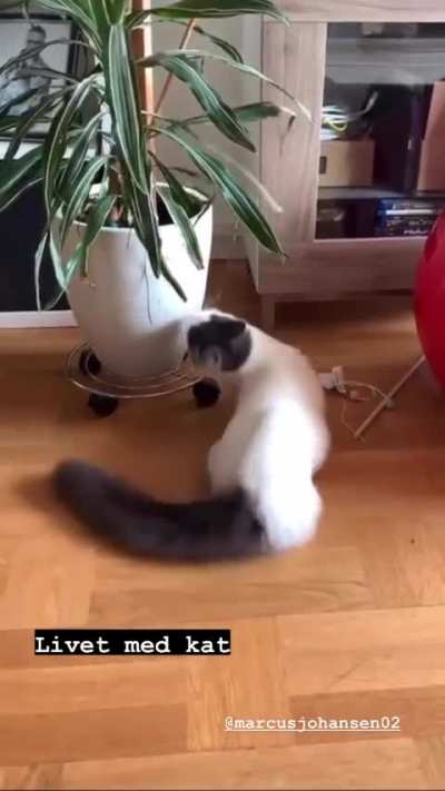 Life with a cat