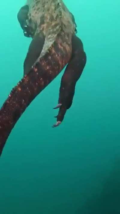 ? Marine Iguana in Galapagos Island