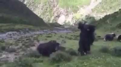 ? Can a 1000 kilo Yak do a flip?? ?? YAKFLIP