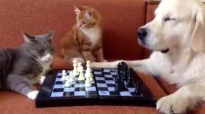 Surprising move from the referee.