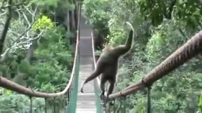 ? Gibbon walk