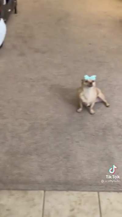 Beware of dog