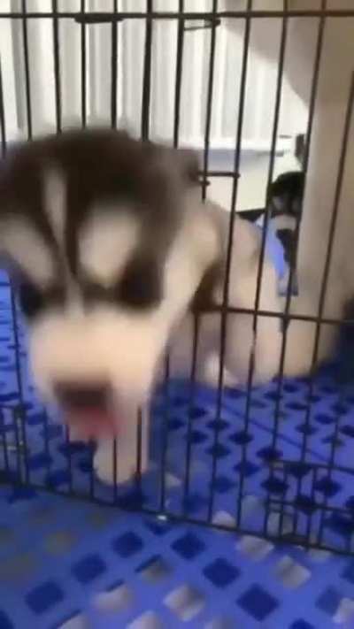 Huskies are born dramatic?