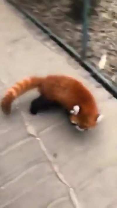 When red pandas feel threatened, they stand up and wave their claws around in an effort to make themselves look more "intimidating"