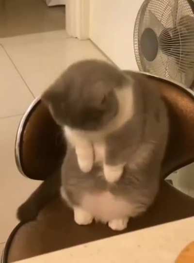 Cat.